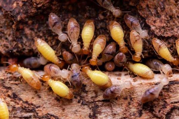 Diagnostic termites : principes et avantages