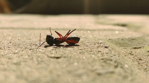 Désinsectisation : Où trouver une intervention rapide et efficace à Caen ?