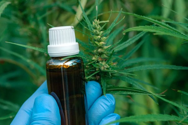 Huile de chanvre : dosage et utilisation
